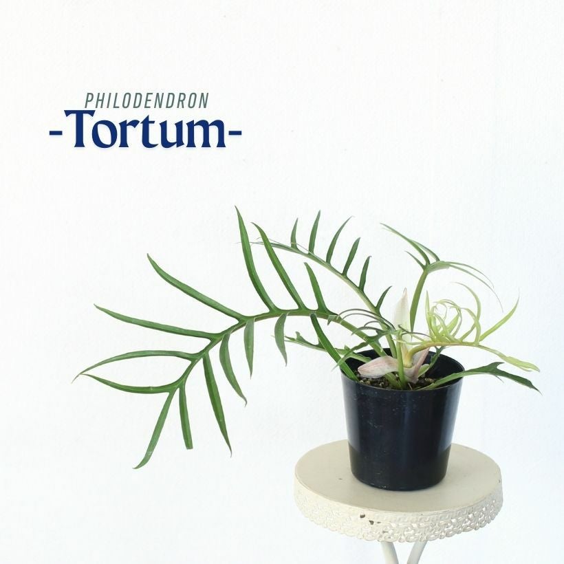フィロデンドロン・トータム（トルツム） 育て方付き