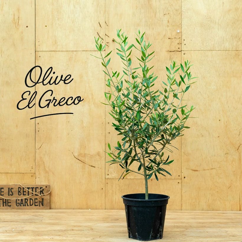 オリーブエルグレコ実付き良いコンパクトオリーブ。受粉樹にもお勧め！