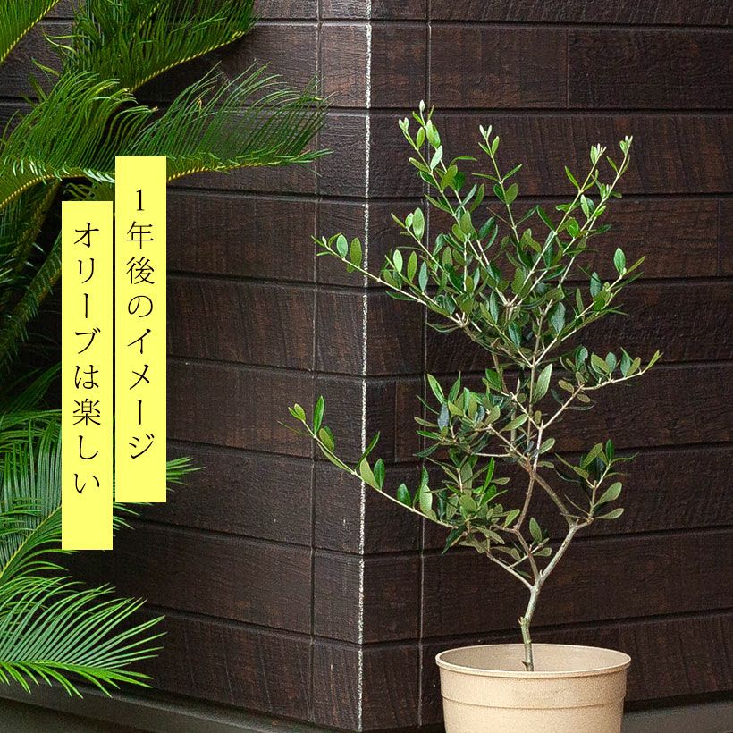 オリーブエルグレコ実付き良いコンパクトオリーブ。受粉樹にもお勧め！