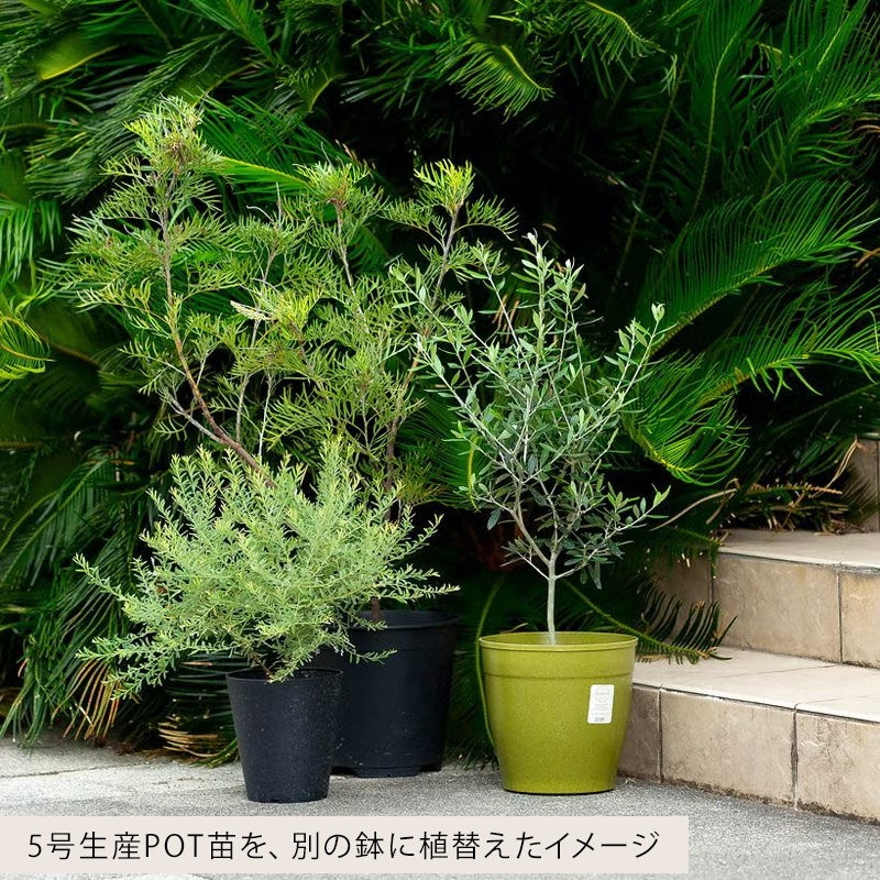 オリーブ5号サイズ