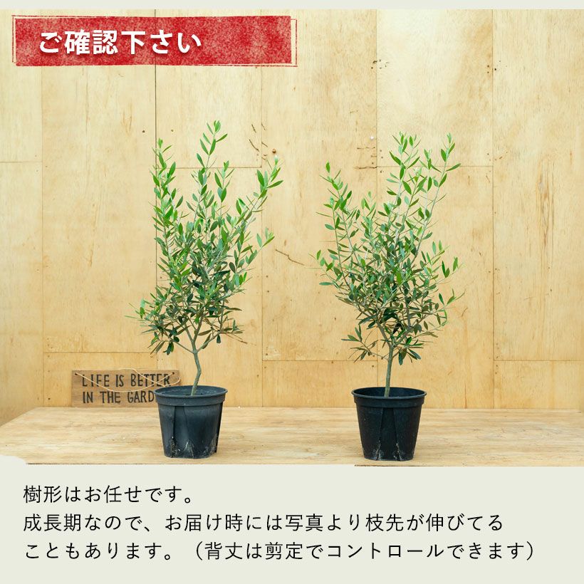 オリーブエルグレコ実付き良いコンパクトオリーブ。受粉樹にもお勧め！