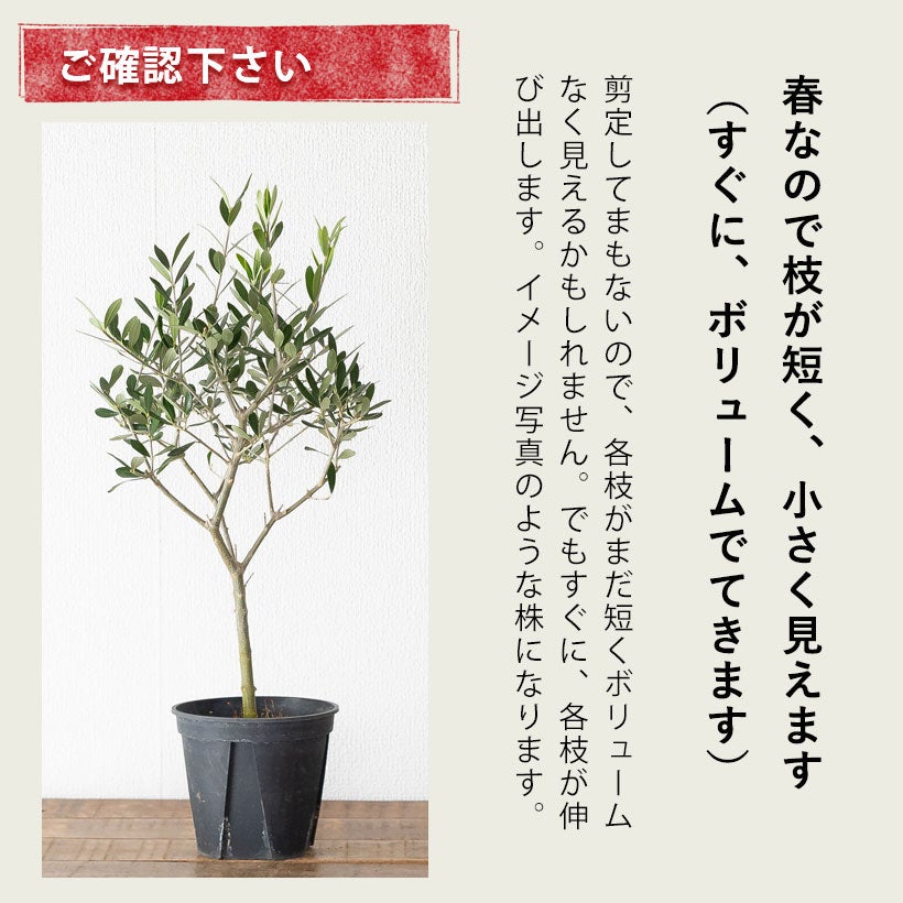 オリーブエルグレコ実付き良いコンパクトオリーブ。受粉樹にもお勧め！