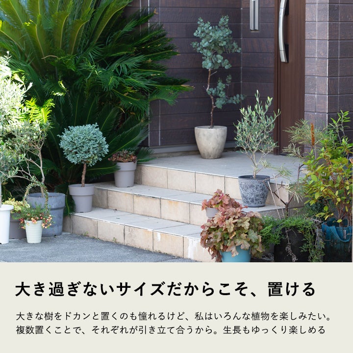 オリーブの育て方