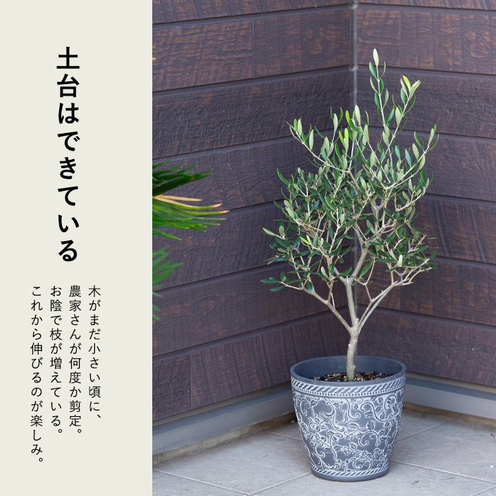 オリーブエルグレコ実付き良いコンパクトオリーブ。受粉樹にもお勧め！