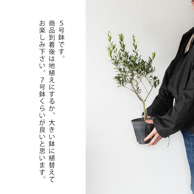 オリーブエルグレコ実付き良いコンパクトオリーブ。受粉樹にもお勧め！