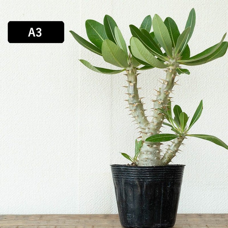観葉植物 フローラム pachypodium densiflorum パキポディウム デンシ 