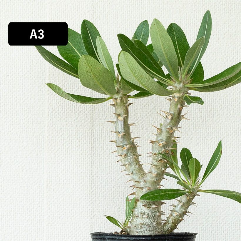 パキポディウム・デンシフローラム（シバ女王）銀肌の塊根植物