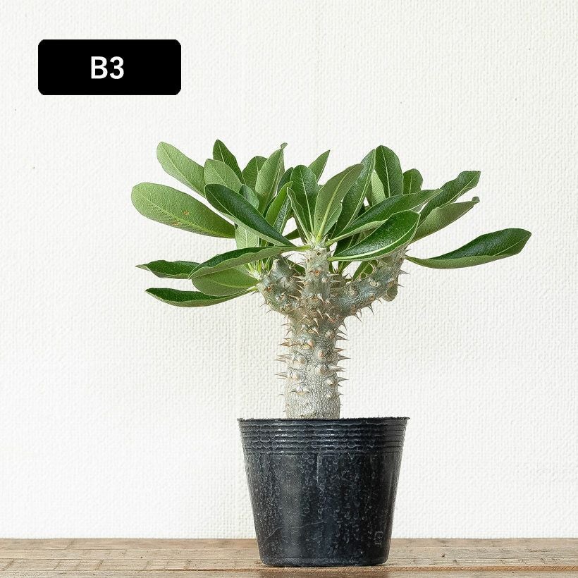 パキポディウム・デンシフローラム（シバ女王）銀肌の塊根植物