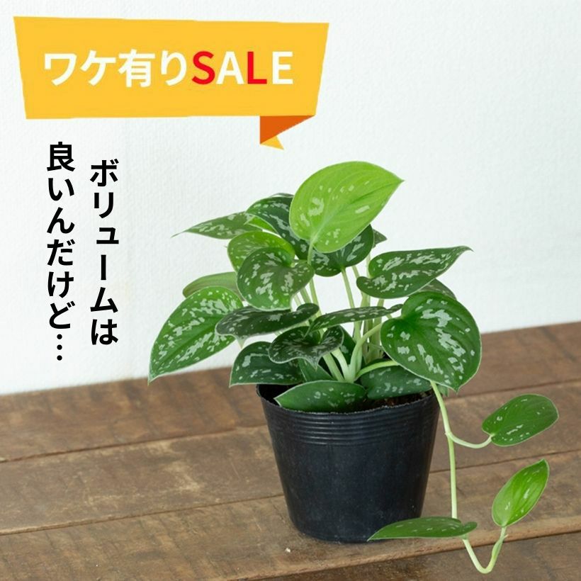 スキンダプサス アレギレウス 約100cm 抜き苗 スキンダプサス・アルギレウス（育て方付き）トレビーとは違う魅力！