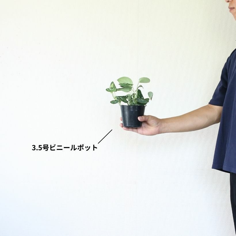 スキンダプサス・アルギレウス（育て方付き）トレビーとは違う魅力！