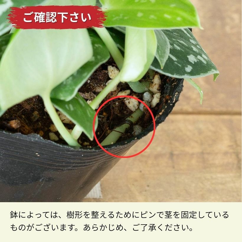 スキンダプサス・アルギレウス（育て方付き）トレビーとは違う魅力！