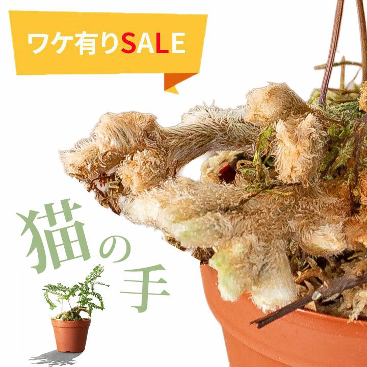 訳有りSALE】石化トキワシノブ3号苗 | [公式]e-花屋さん