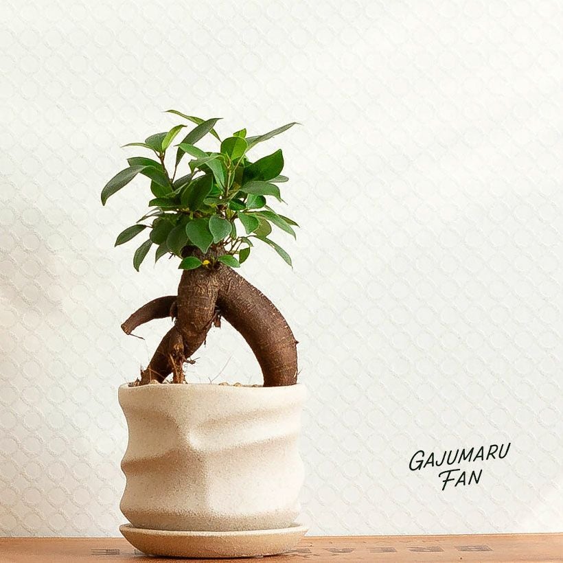 鉢がおしゃれ！幹が太い人参ガジュマル、化粧鉢に植え替えて