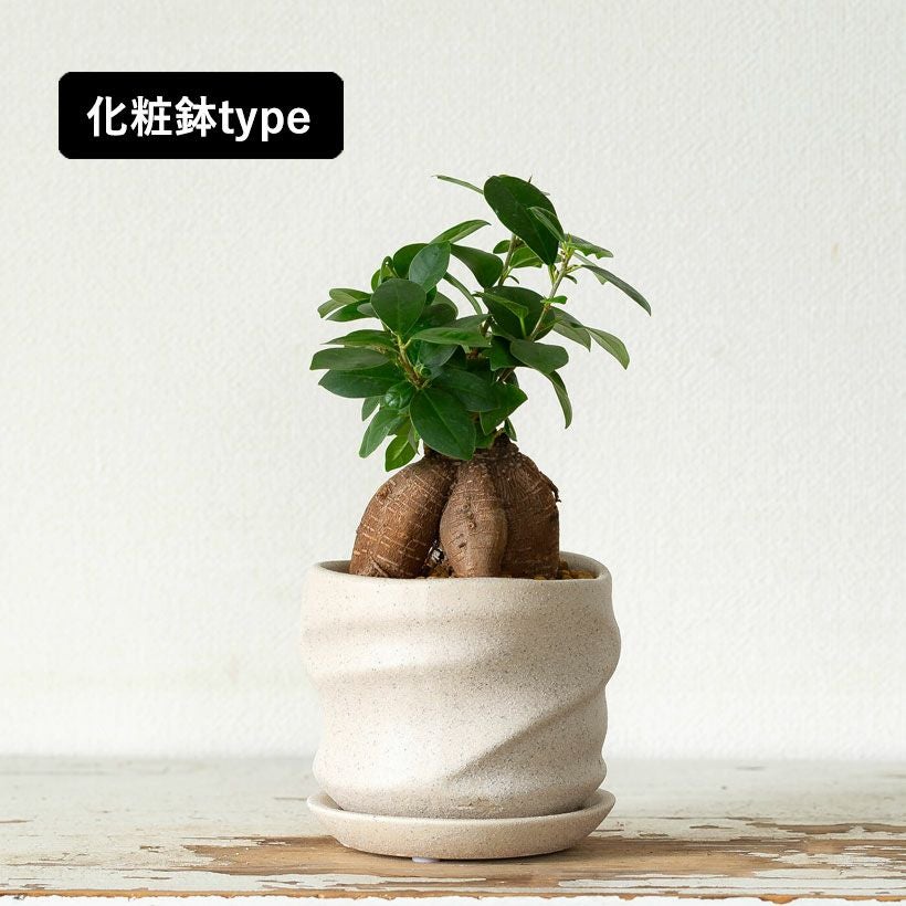鉢がおしゃれ！幹が太い人参ガジュマル、化粧鉢に植え替えて