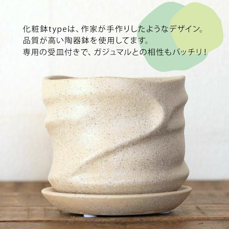 鉢がおしゃれ！幹が太い人参ガジュマル、化粧鉢に植え替えて