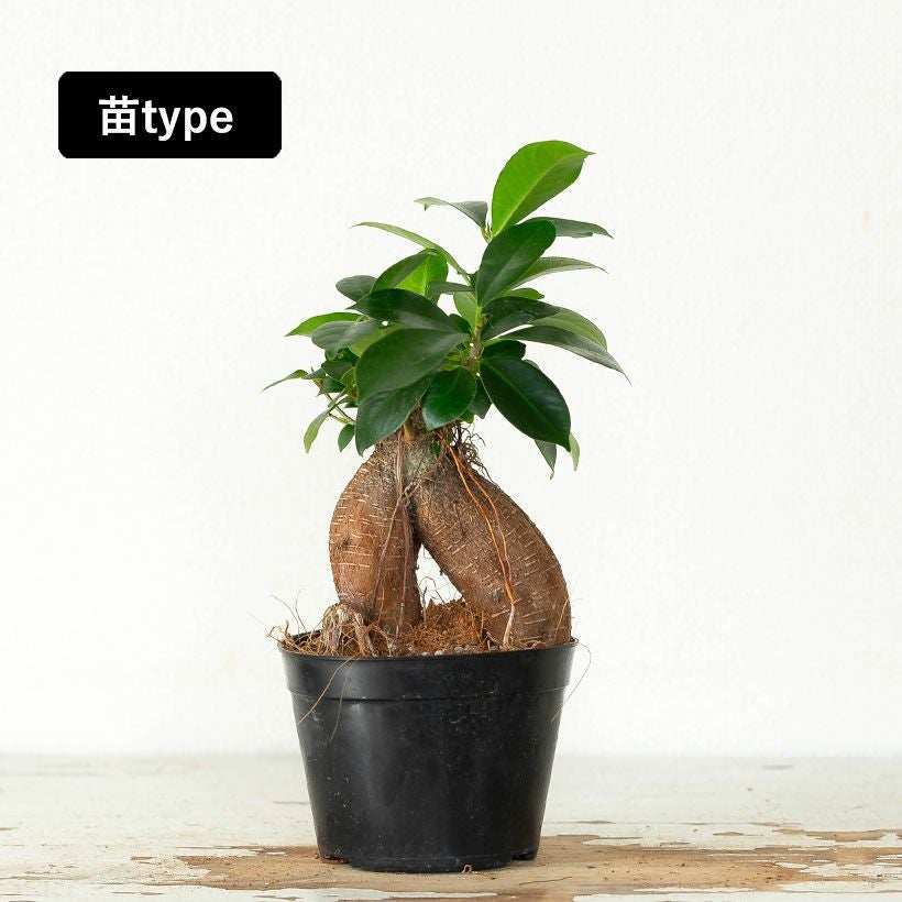 鉢がおしゃれ！幹が太い人参ガジュマル、化粧鉢に植え替えて