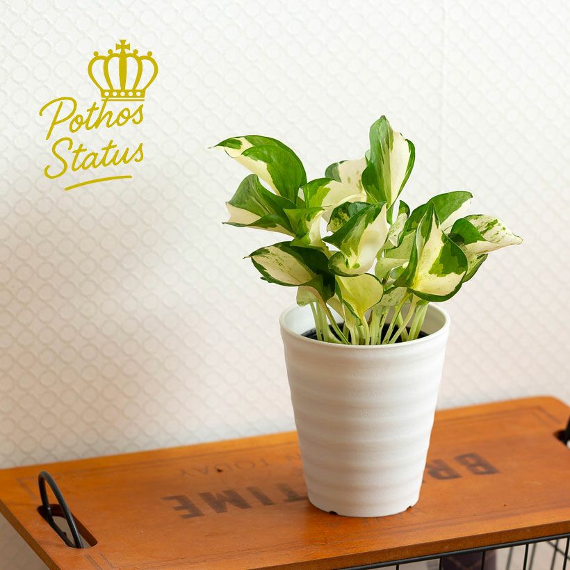 000000009826-01.jpg?size=l&w=