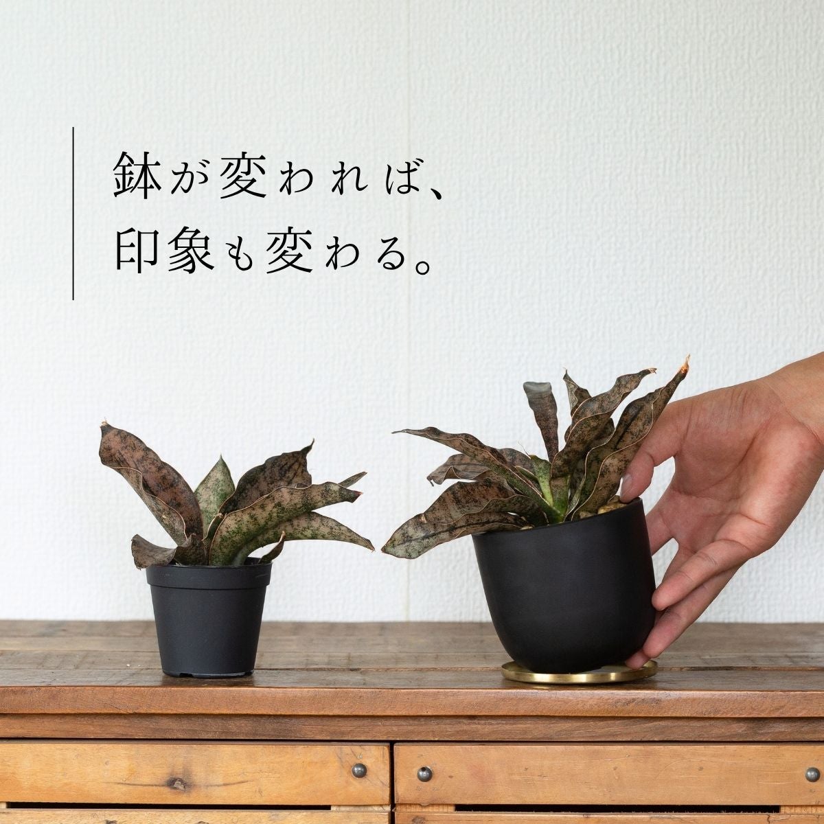 鉢が変われば、印象も変わる。