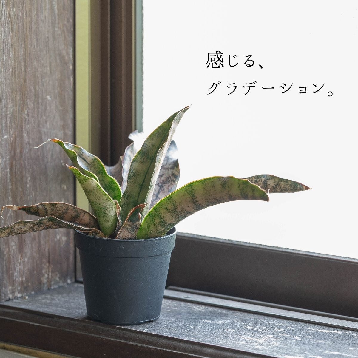 感じるグラデーション