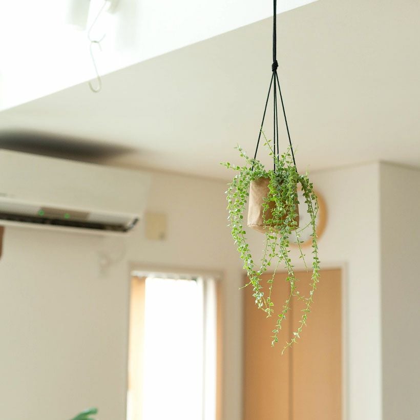 軽いし値段も手頃｜クラフトペーパーで作った観葉植物の吊り鉢