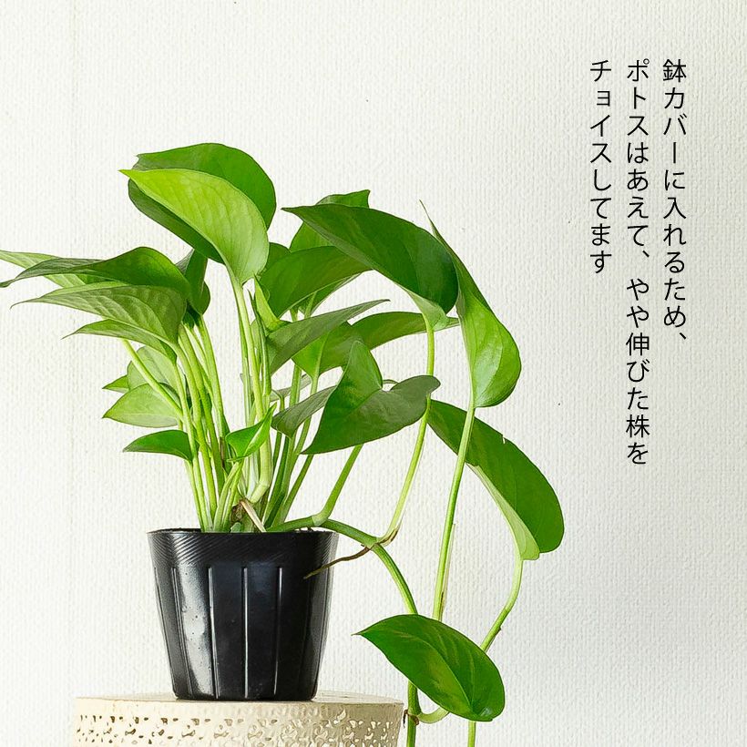 吊り鉢でガジュアルにツル性植物｜ポトスパーフェクトグリーン