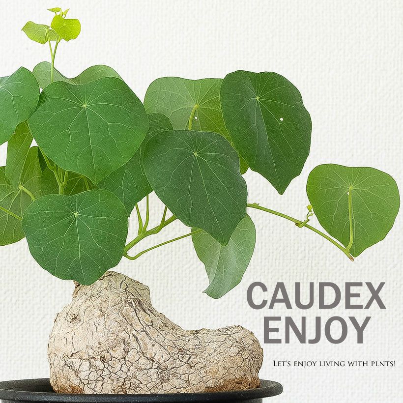 ステファニア・スベローサ（写真現品）人気の塊根植物