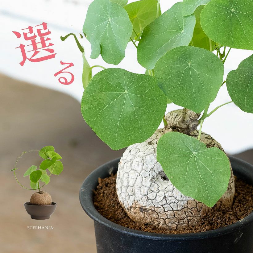 ステファニア・スベローサレア種美株￼ ステファニア スベローサ | mana's farm:塊根植物・アガベ・ドライ