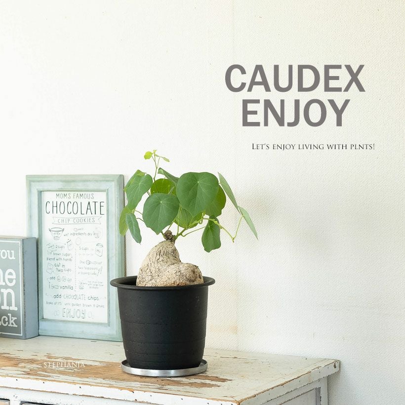 ステファニア・スベローサ（写真現品）人気の塊根植物