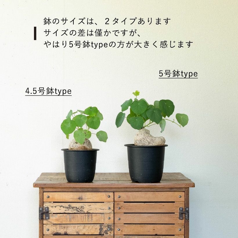 ステファニア・スベローサ（写真現品）人気の塊根植物