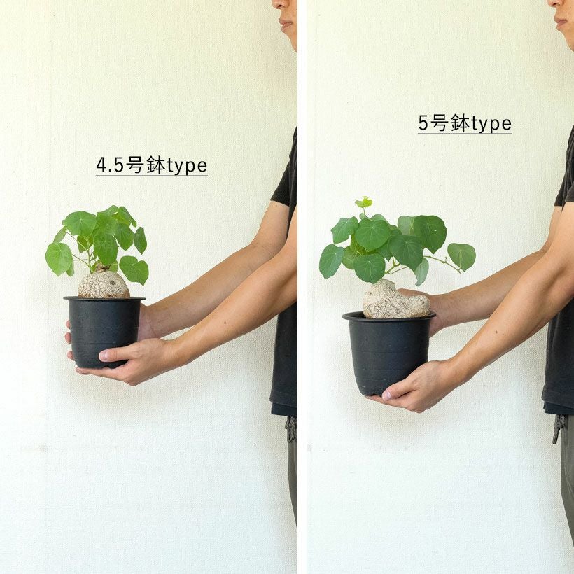 ステファニア・スベローサ（写真現品）人気の塊根植物