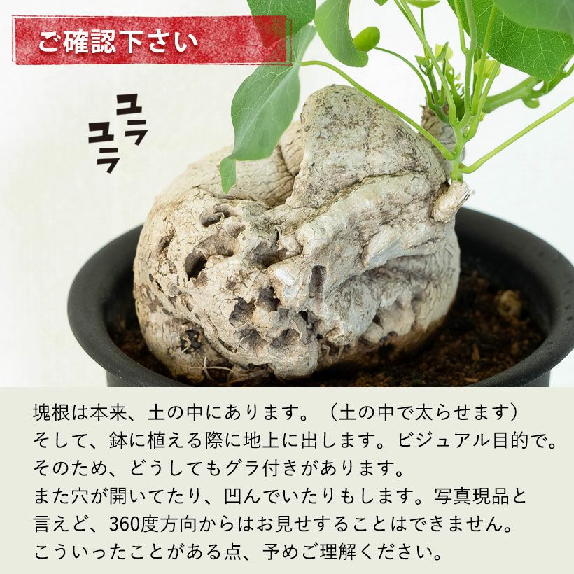 ステファニア・スベローサ（写真現品）人気の塊根植物