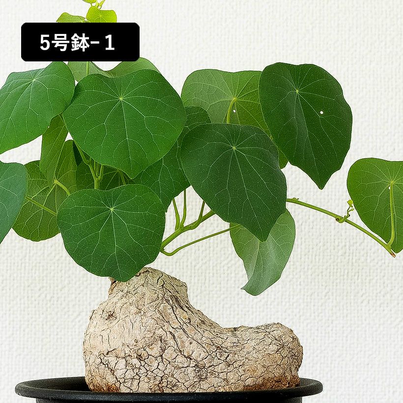 ステファニア・スベローサ（写真現品）人気の塊根植物