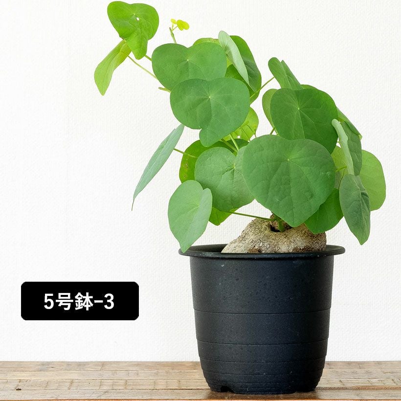ステファニア・スベローサ（写真現品）人気の塊根植物
