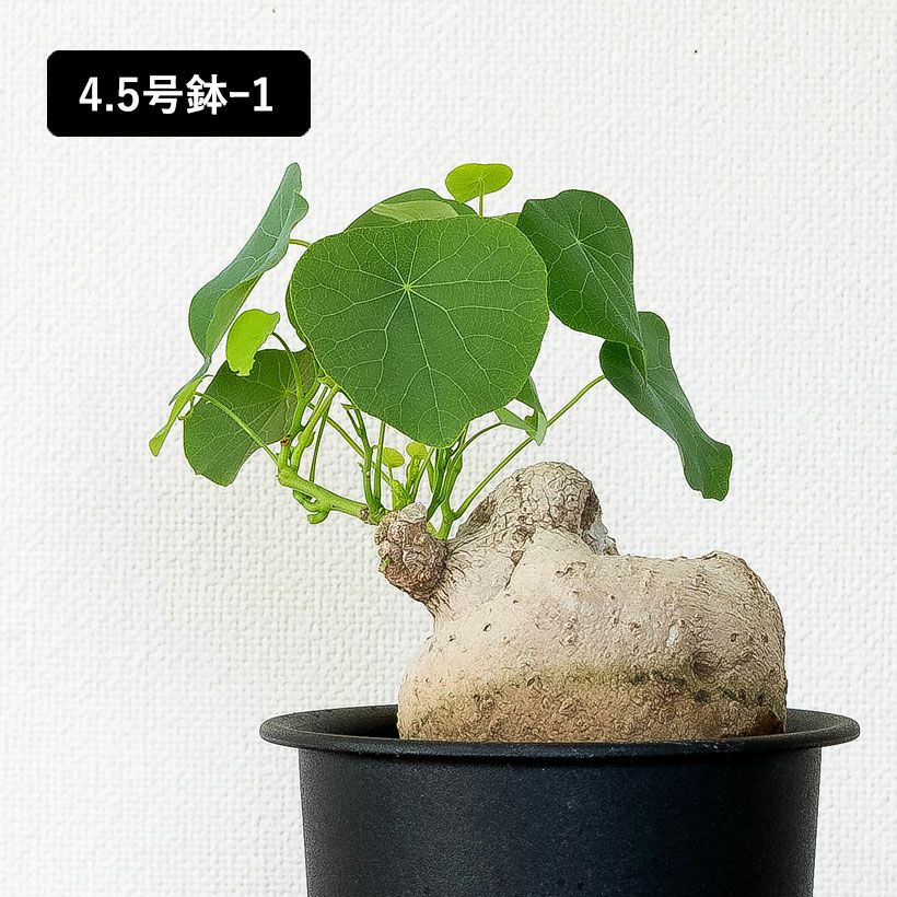ステファニア・スベローサ（写真現品）人気の塊根植物