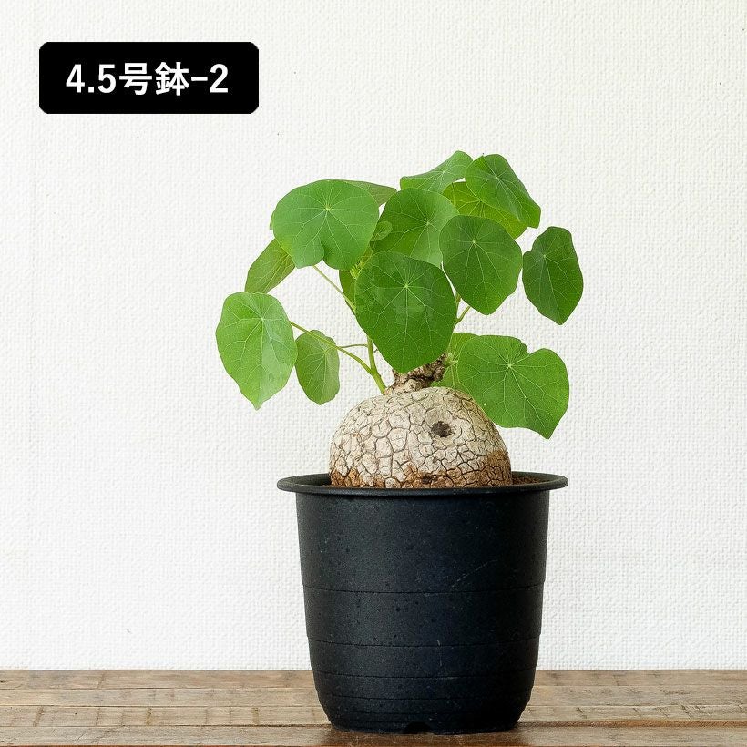 ステファニア・スベローサ（写真現品）人気の塊根植物