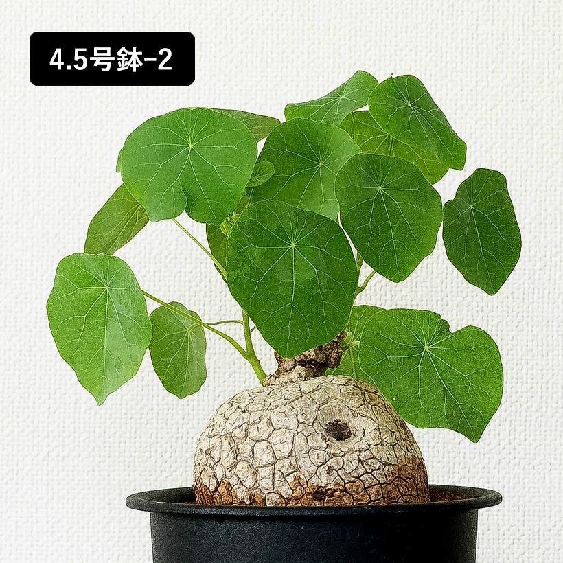 ステファニア・スベローサ（写真現品）人気の塊根植物