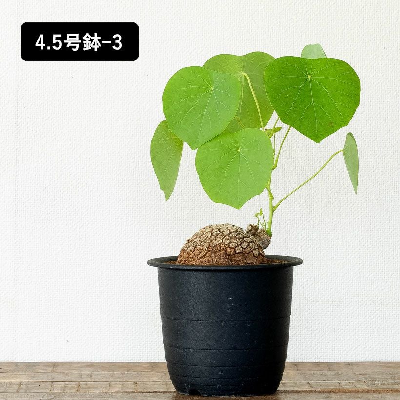 ステファニア・スベローサ（写真現品）人気の塊根植物