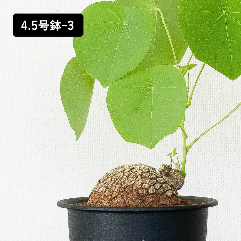 ステファニア・スベローサ（写真現品）人気の塊根植物