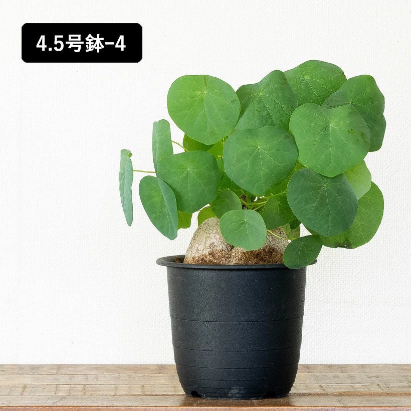 ステファニア・スベローサ（写真現品）人気の塊根植物