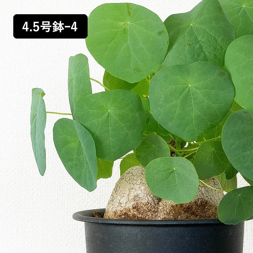 ステファニア・スベローサ（写真現品）人気の塊根植物