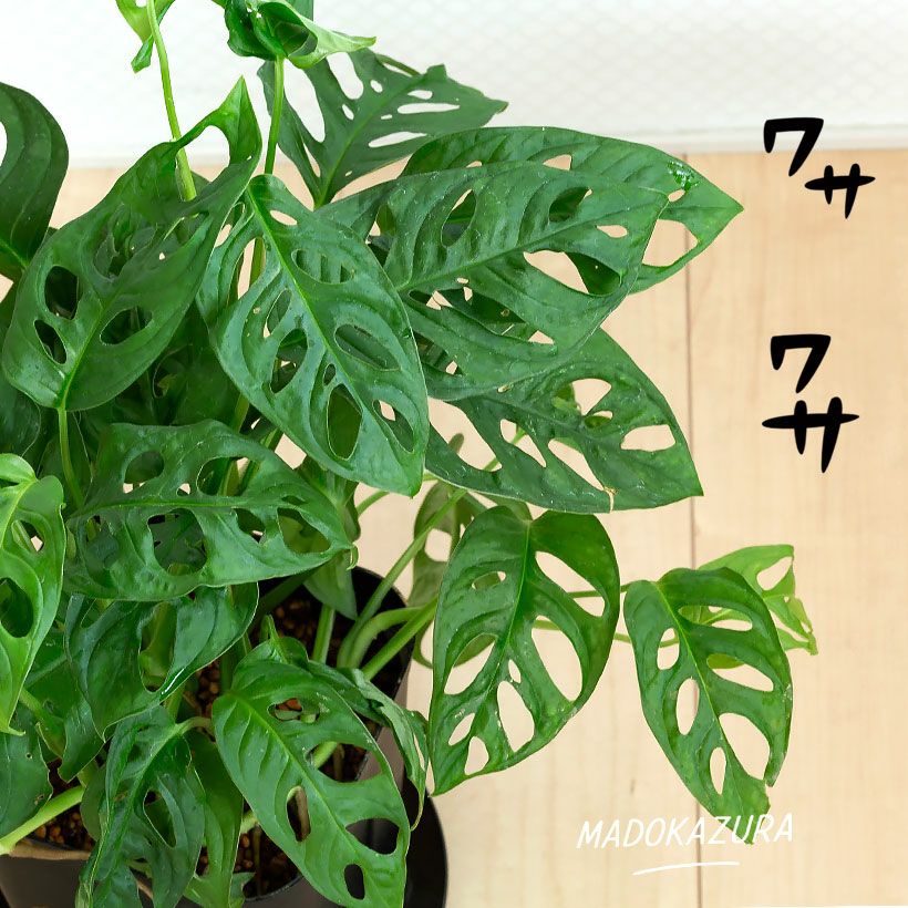 光を拾うために葉に穴を開けた、不思議な熱帯植物マドカズラ