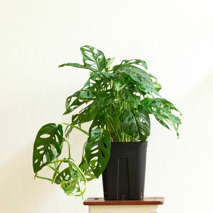 光を拾うために葉に穴を開けた、不思議な熱帯植物マドカズラ