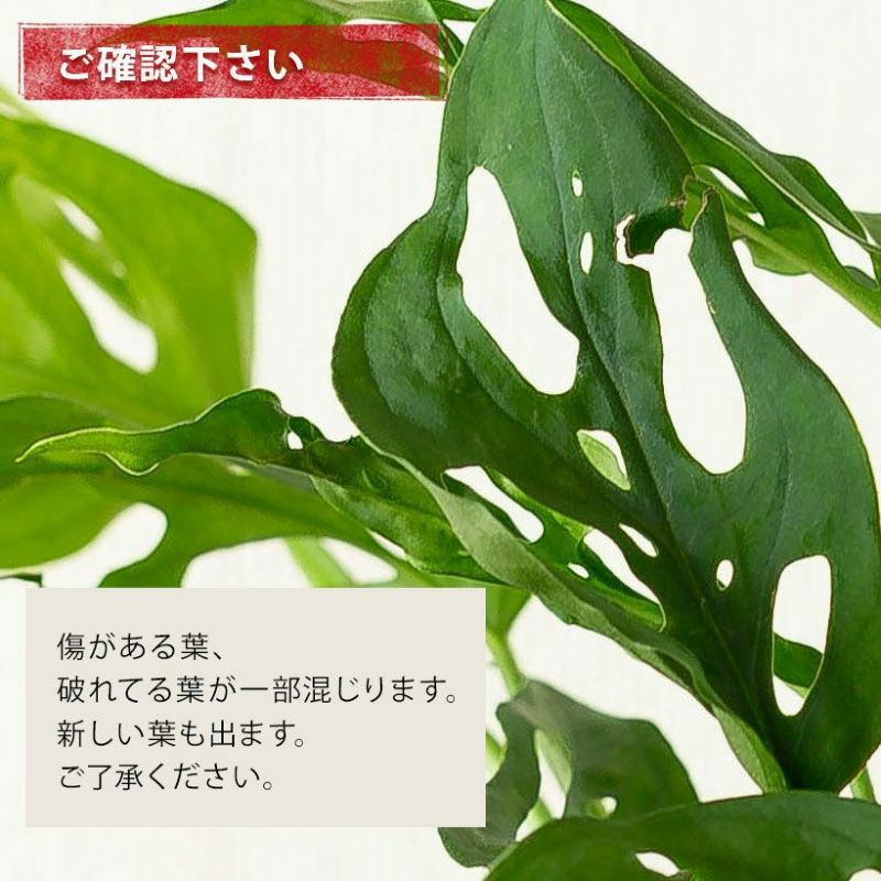 光を拾うために葉に穴を開けた、不思議な熱帯植物マドカズラ