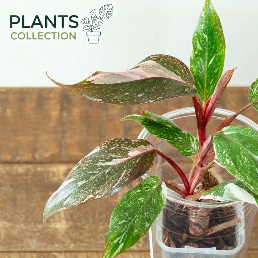 フィロデンドロン・ピンクプリンセス（2.5号プラコレ）育て方付