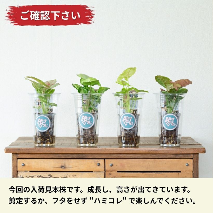 プラコレ・シンゴニウム（育て方付き）選べる4種類！