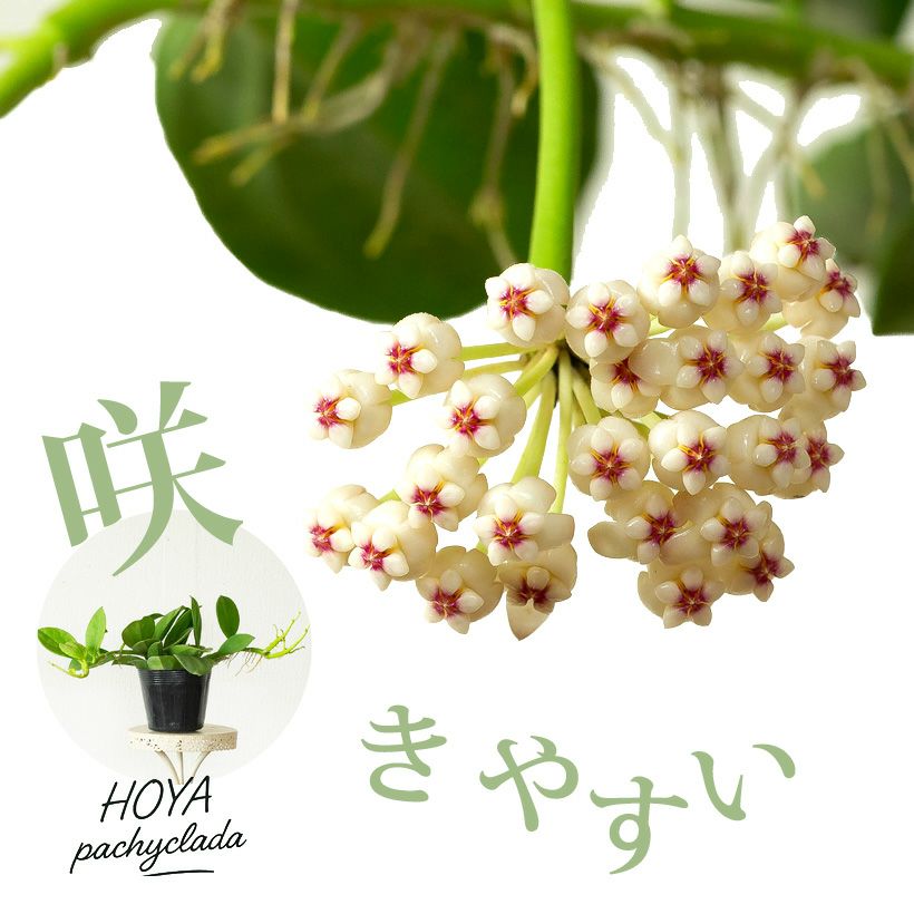 観葉植物『ホヤ』カルノーサ他21種！花、育て方｜サクララン属