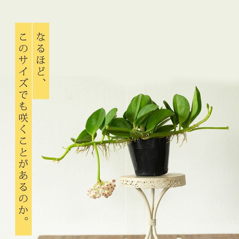 ホヤ パキクラダ（育て方付き）暑さ寒さ強く花も咲きやすい品種