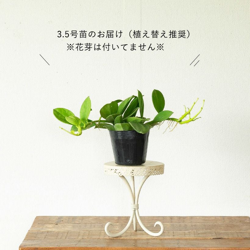 三連休セール　レア　珍種　ホヤ　パキクラダ外斑入り　大苗 希少種ホヤ パキクラダ アルボ＊斑入り＊観葉植物＊レア品種＊ アート
