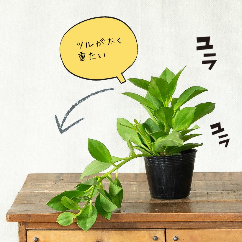 ホヤ パキクラダ（育て方付き）暑さ寒さ強く花も咲きやすい品種