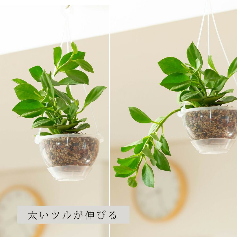 ホヤ パキクラダ（育て方付き）暑さ寒さ強く花も咲きやすい品種